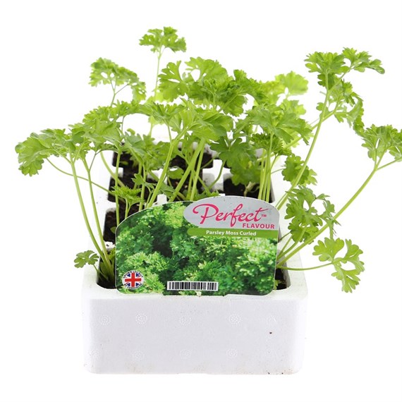 Parsley 12 Pack Boxed Vegetables