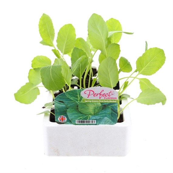 Spring Greens 1st Early Market 12 Pack Boxed Vegetable