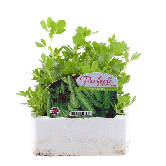 Asparagus Peas 6 Pack Boxed Vegetables