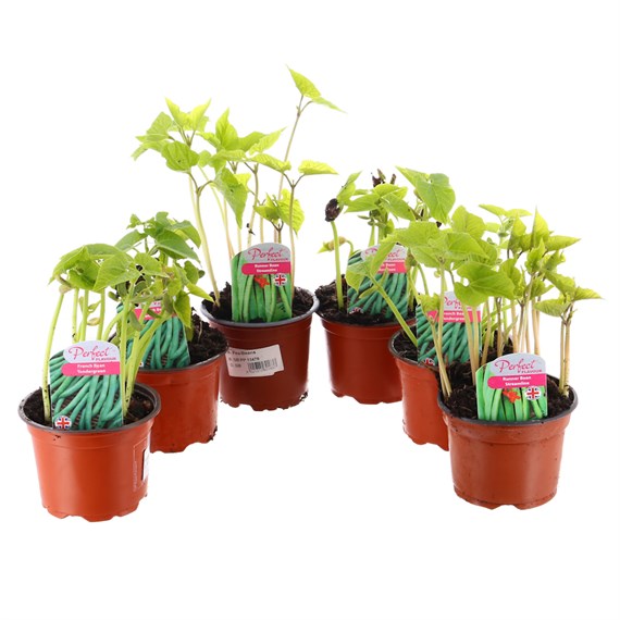 A Lucky Dip Selection! Beans - 6 x 10.5cm Vegetable Pots