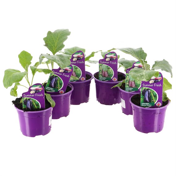 A Lucky Dip Selection! Aubergine - 6 x 10.5cm Vegetable Pots Bedding