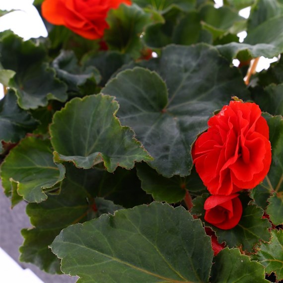 Begonia Mocca Orange 6 Pack Boxed Bedding