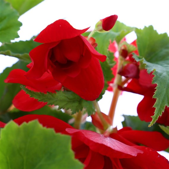 Begonia Trailing (Illumination) Scarlet 6 Pack Boxed Bedding