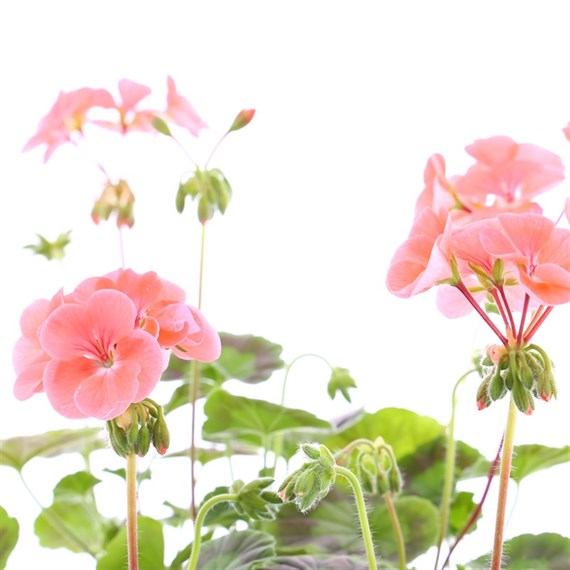 Geranium Bullseye Salmon 6 Pack Boxed Bedding