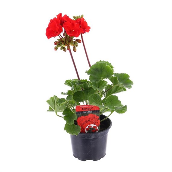 Geranium Upright - Tango Dark Red (6 x 10.5cm pots)