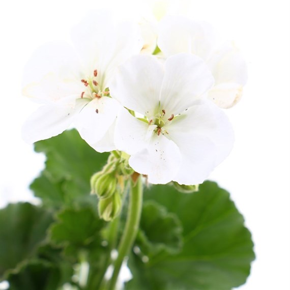 Geranium Upright - Tango White (6 x 10.5cm pots)