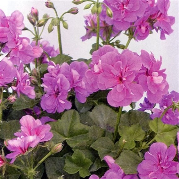 Geranium Ivy Leaf - Marlen Amethyst (6 x 10.5cm pots)