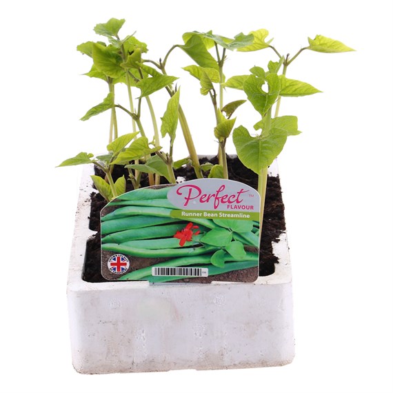 Runner Beans Streamline 6 Pack Boxed Vegetables