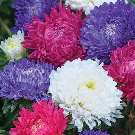 Aster Milady 6 Pack Boxed Bedding