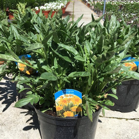 A Lucky Dip Selection! Coreopsis - 3 x 5L Pot Bedding