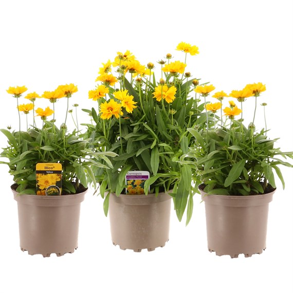 A Lucky Dip Selection! Coreopsis - 3 x 3L Pot Bedding