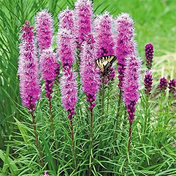 A Lucky Dip Selection! Liatris - 3 x 3L Pot Bedding