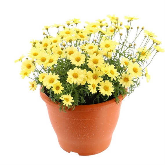 A Lucky Dip Selection! Argyranthemum - 6.5L Pot Bedding