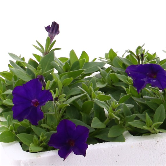 Petunia Picobella Blue 6 Pack Boxed Bedding
