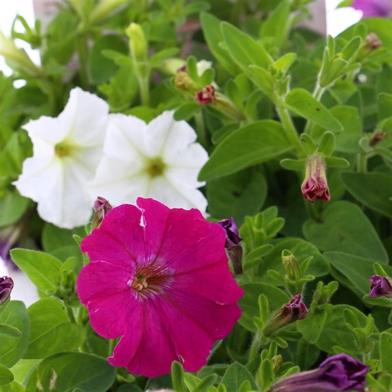 Petunia Picobella Mixed 6 Pack Boxed Bedding