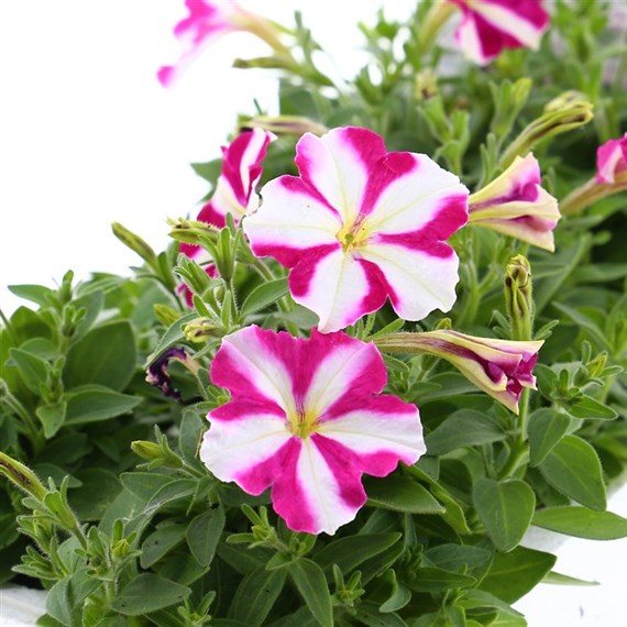 Petunia Picobella Rose Star 6 Pack Boxed Bedding