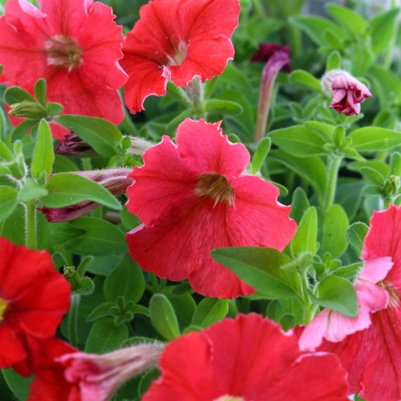 Petunia Picobella Red 6 Pack Boxed Bedding