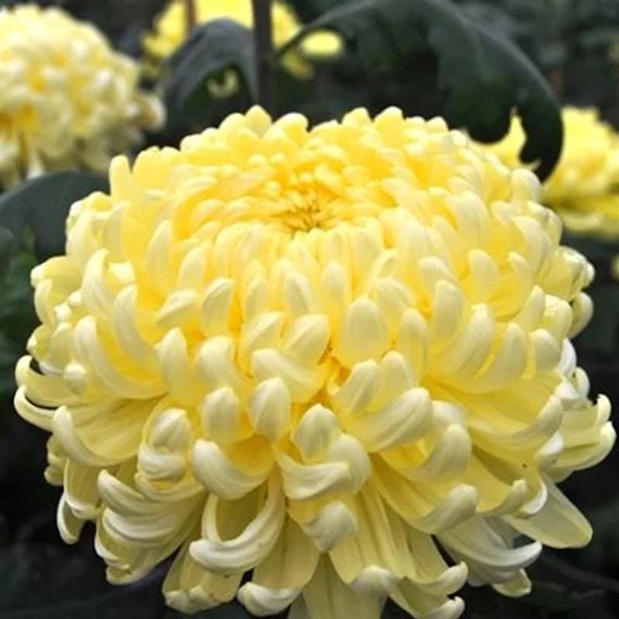 Chrysanthemum Spray Super 6 Pack Boxed Bedding