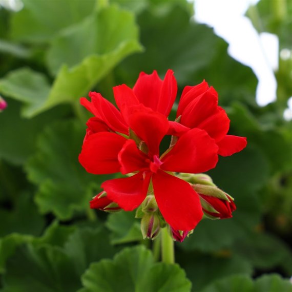 Geranium Survivor Scarlet Jumbo 6 Pack Boxed Bedding