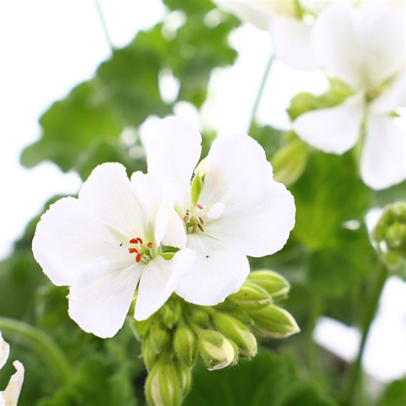 Geranium Survivor White Jumbo 6 Pack Boxed Bedding