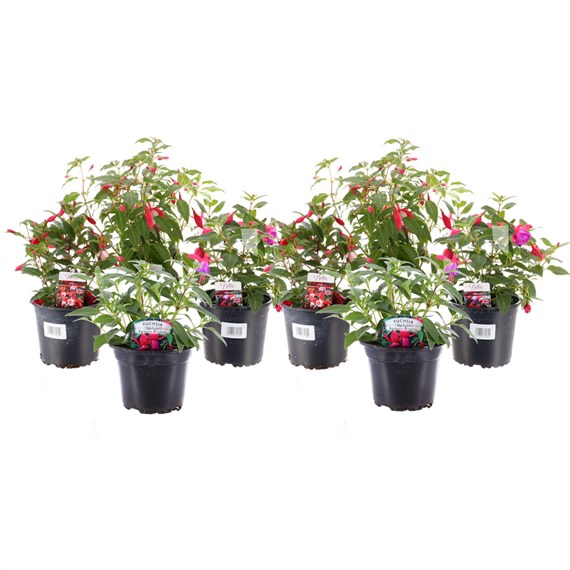 Fuchsia Bella 13cm x 8 Pot Bedding