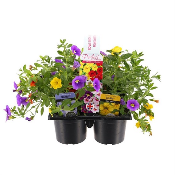Carry Home Pack - Callibrachoa Selection 6 x 10.5cm Carry Pack Bedding