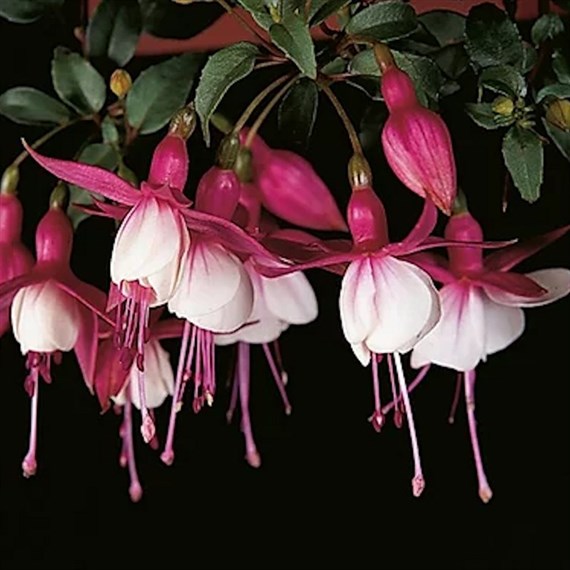 Fuchsia Patio Princess Jumbo 6 Pack Boxed Bedding