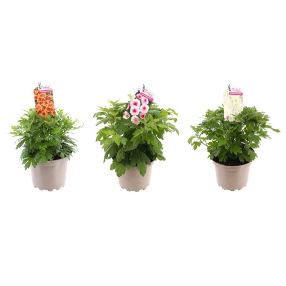 A Lucky Dip Selection! Chrysanthemum Mixed - 2L Pot Bedding