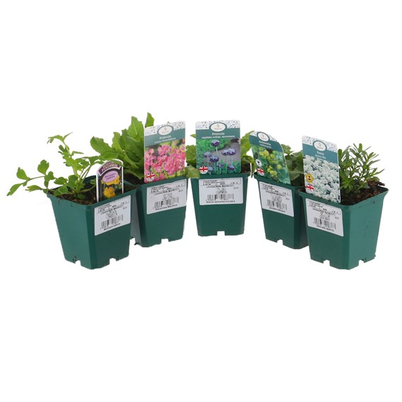 Alpine Plant 9cm - Set of 6 - Mixed