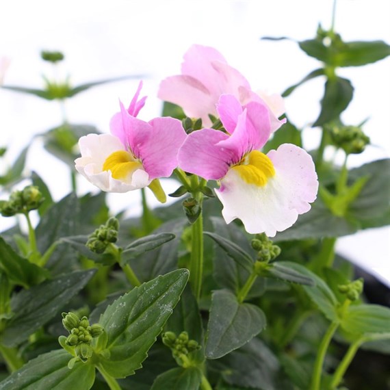 Nemesia Pinkberry 13cm Pot Bedding