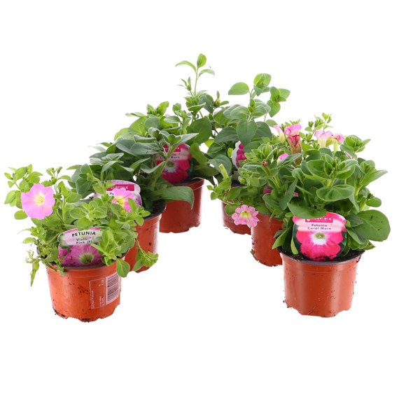 A Lucky Dip Selection! Petunia Pink - 6 x 10.5cm Pot Bedding