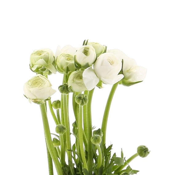 Ranunculus (x 5 Individual Stems) - White