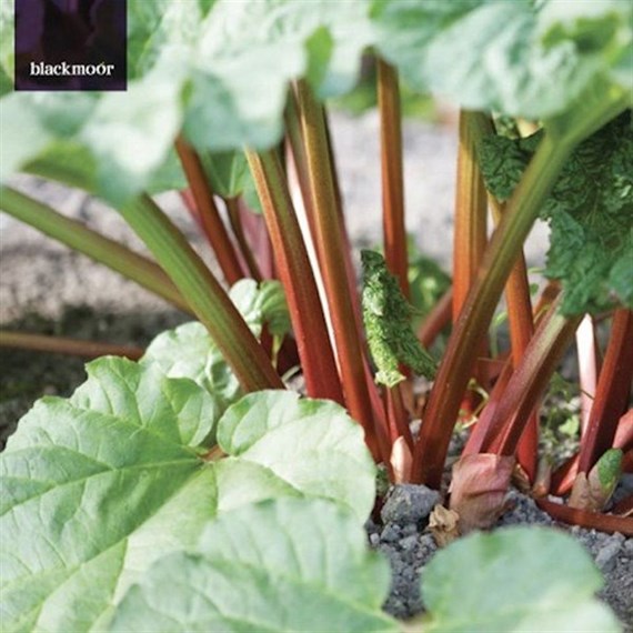 Rhubarb 'Victoria' in a 3L pot