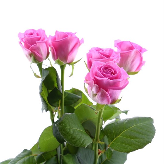 Rose Long Stem (x 5 Individual Stems) - Pink