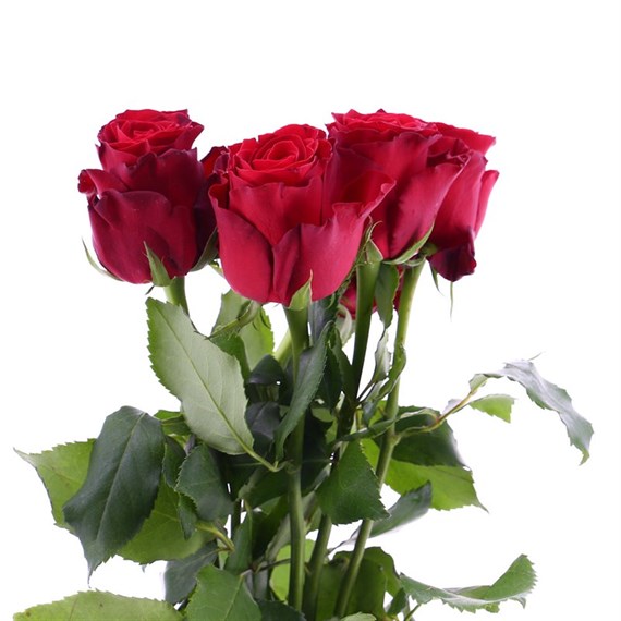 Rose Long Stem (x 5 Individual Stems) - Red