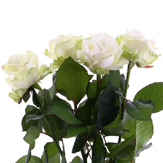 Rose Long Stem (x 5 Individual Stems) - White