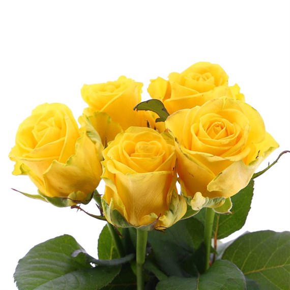 Rose Long Stem (x 5 Individual Stems) - Yellow