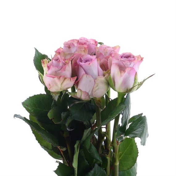 Rose Short Stem (x 6 Individual Stems) - Memory Lane