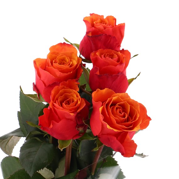 Rose Short Stem (x 6 Individual Stems) - Orange