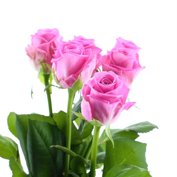 Rose Short Stem (x 6 Individual Stems) - Cerise Pink