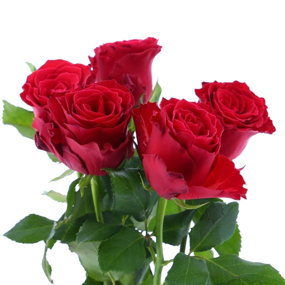 Rose Short Stem (x 6 Individual Stems) - Red