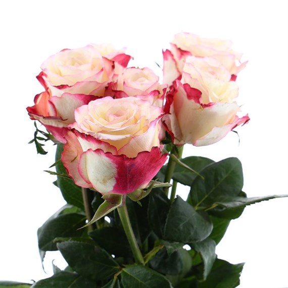 Rose Short Stem (x 6 Individual Stems) - Sweetness
