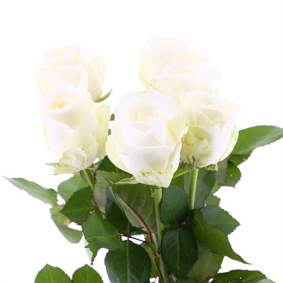 Rose Short Stem (x 6 stems) - White