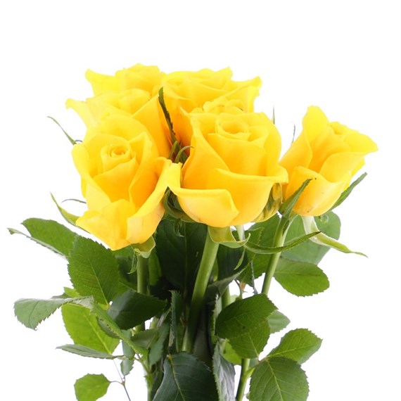 Rose Short Stem (x 6 stems) - Yellow