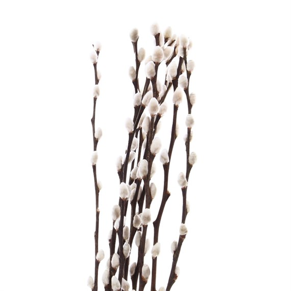Salix Pussy Willow (x 10 Individual Stems)