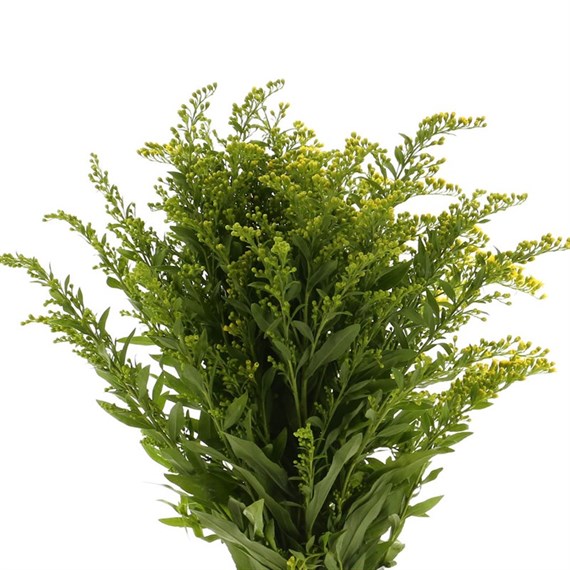 Solidago (x 5 Individual Stems) - Yellow