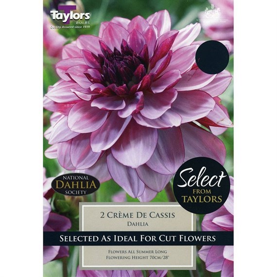 Taylors Bulbs Dahlia Crème De Cassis (2 Pack) (SSE118)