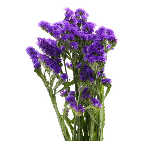 Statice (x 5 Individual Stems) - Purple