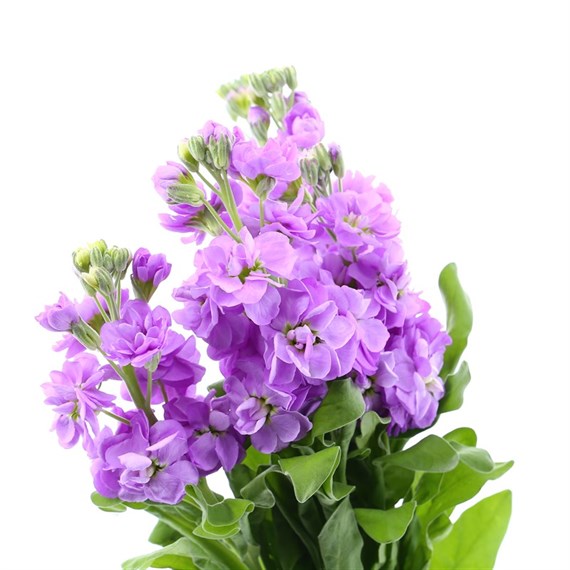 Stocks (x 4 Individual Stems) - Lilac