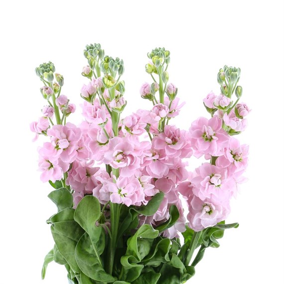 Stocks (x 4 Individual Stems) - Pink